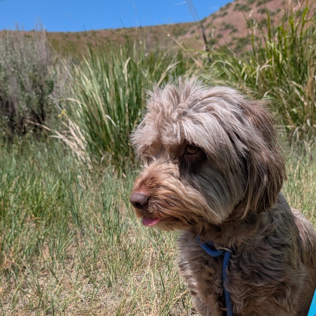 Odee, a Adoptable Mixed Breed in Hailey, ID image 1/3