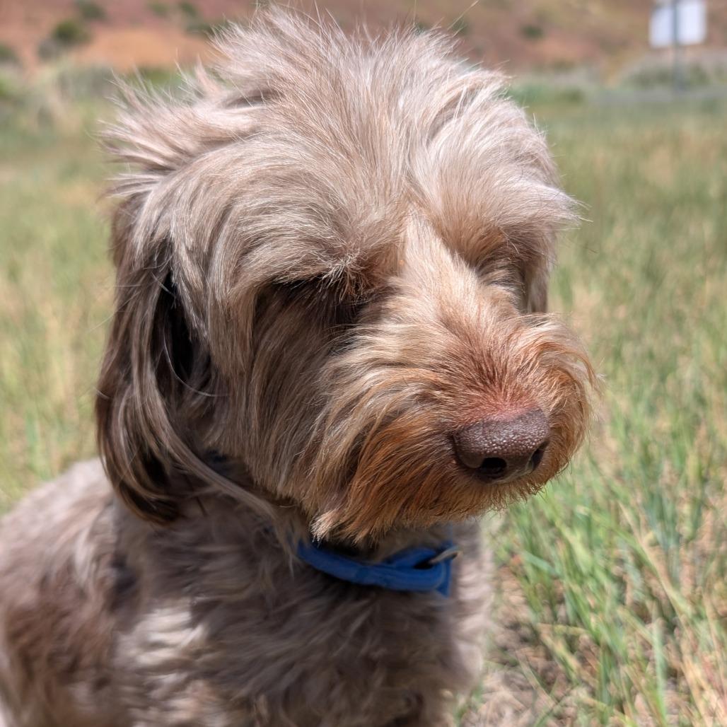 Odee, a Adoptable Mixed Breed in Hailey, ID image 2/3