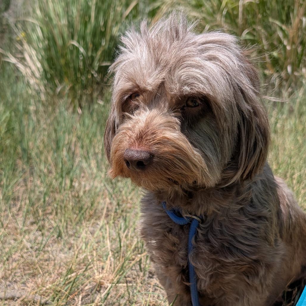 Odee, a Adoptable Mixed Breed in Hailey, ID image 3/3