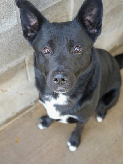 Enlarge Buddy, a Adoptable mixed breed in Bowling Green, KY image 1/2