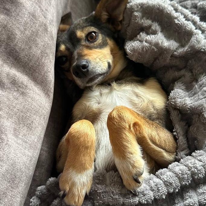 Enlarge Mikie, an adopted mixed breed in Morristown, NJ image 2/6