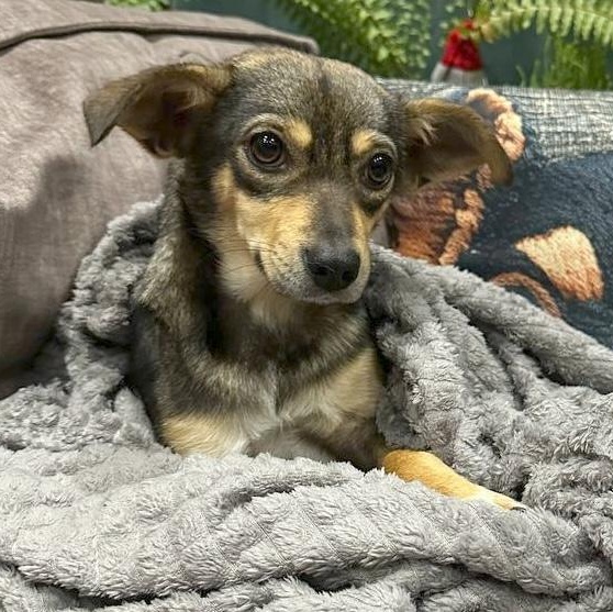 Enlarge Mikie, an adopted mixed breed in Morristown, NJ image 1/6