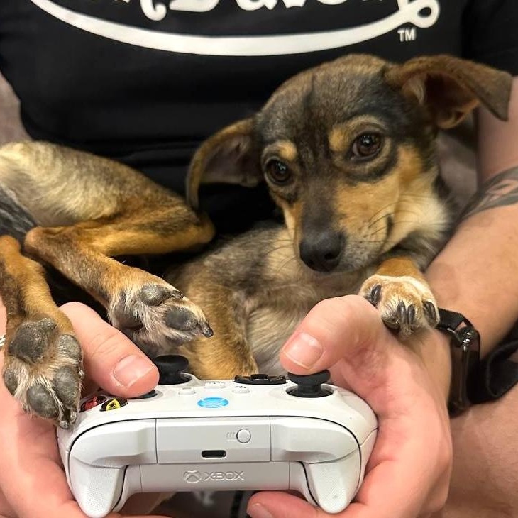 Enlarge Mikie, an adopted mixed breed in Morristown, NJ image 3/6