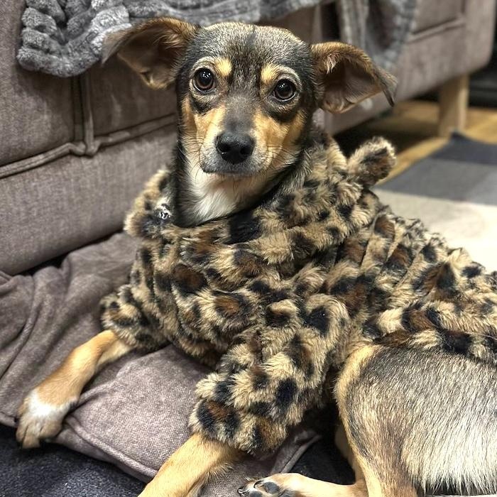 Enlarge Mikie, an adopted mixed breed in Morristown, NJ image 4/6