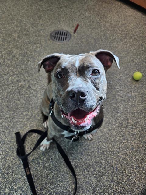 BAMBI, Adoptable, Adult Female Boxer & Mixed Breed.