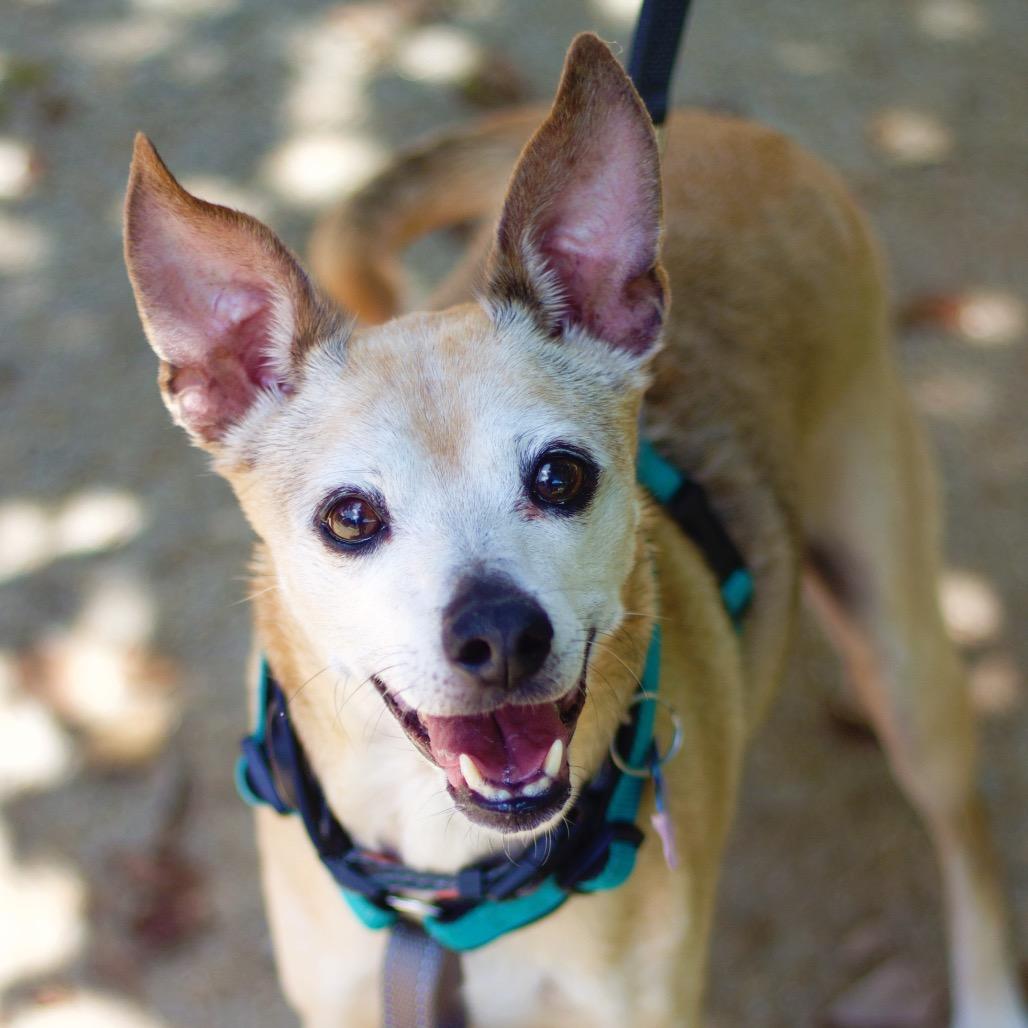 Mr. Marge 21298, Adoptable, Senior Male Mixed Breed.