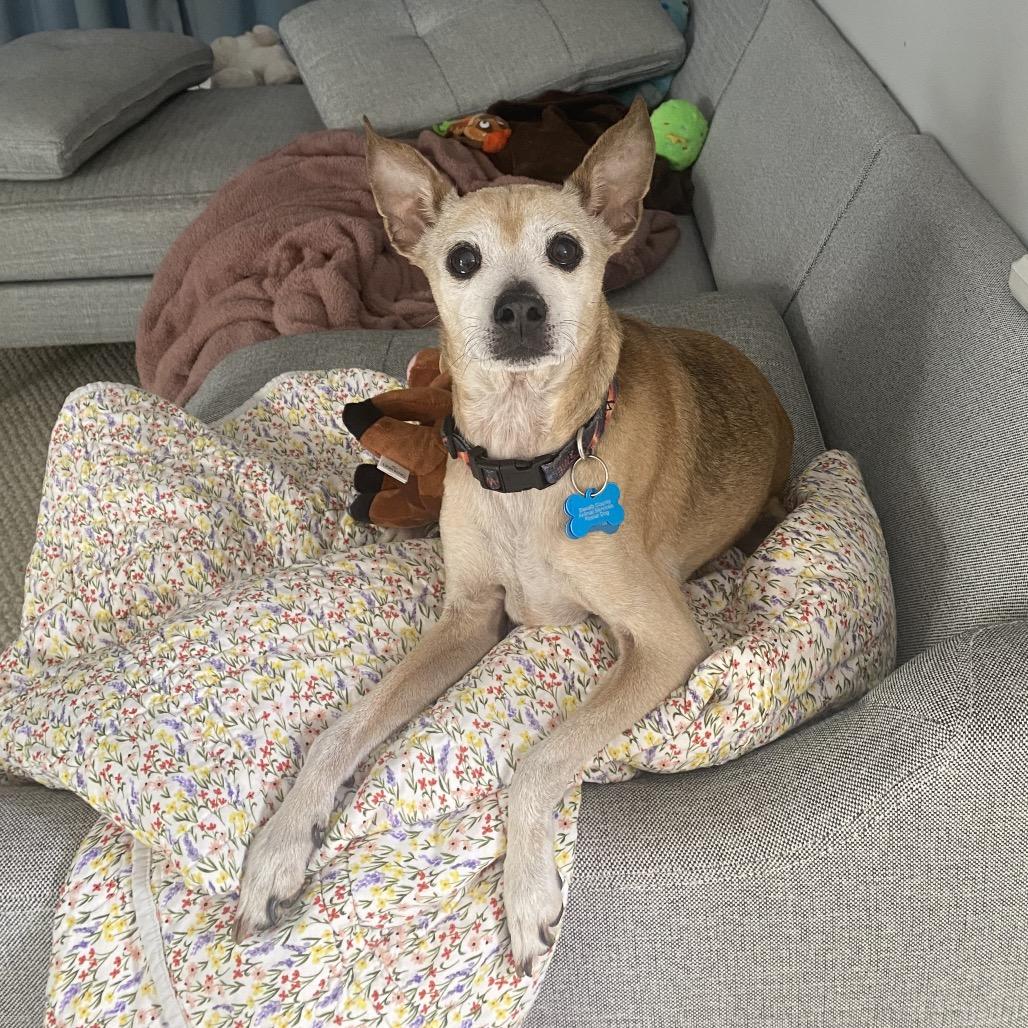 Mr. Marge 21298, a Adoptable Mixed Breed in Cumming, GA image 2/5