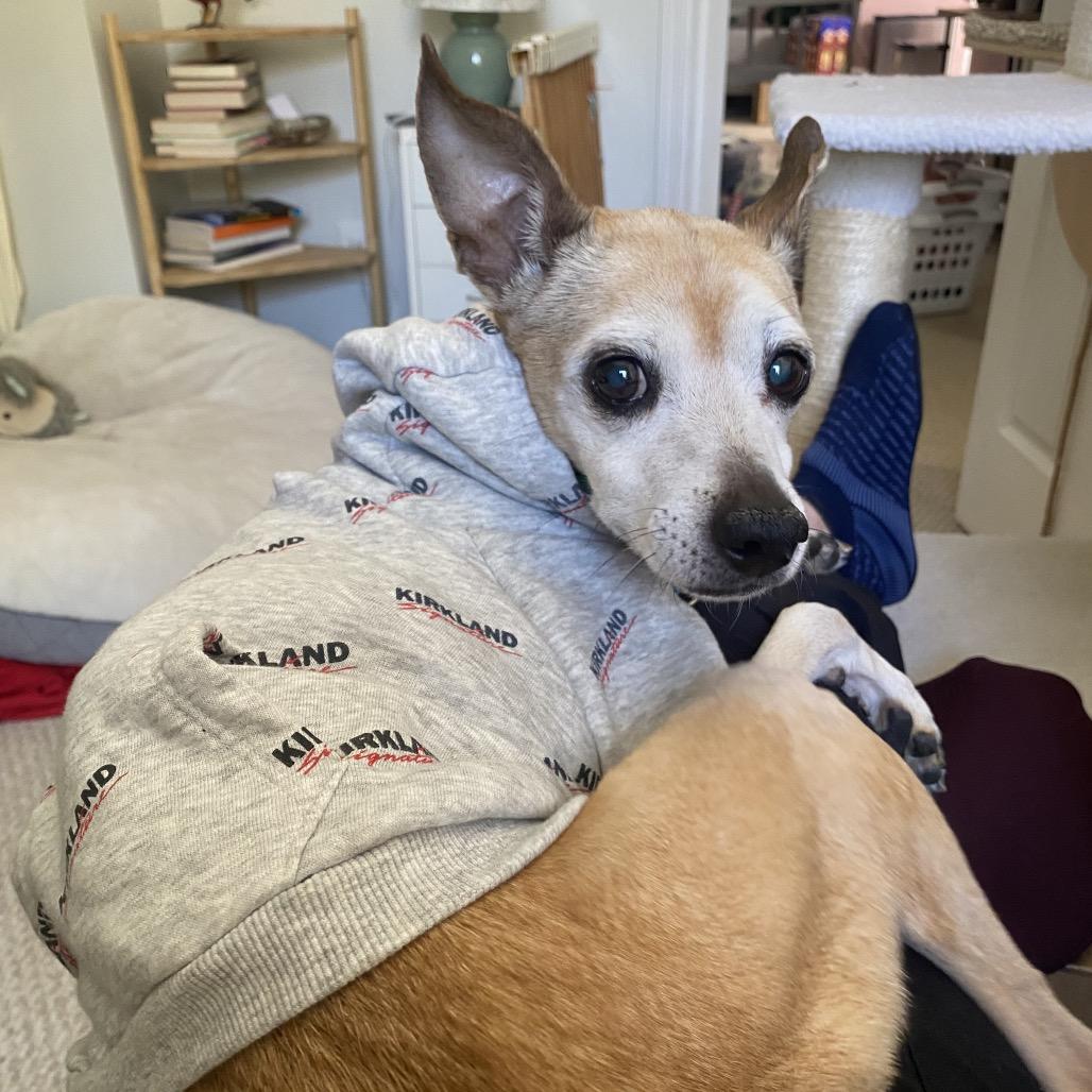 Mr. Marge 21298, a Adoptable Mixed Breed in Cumming, GA image 3/5