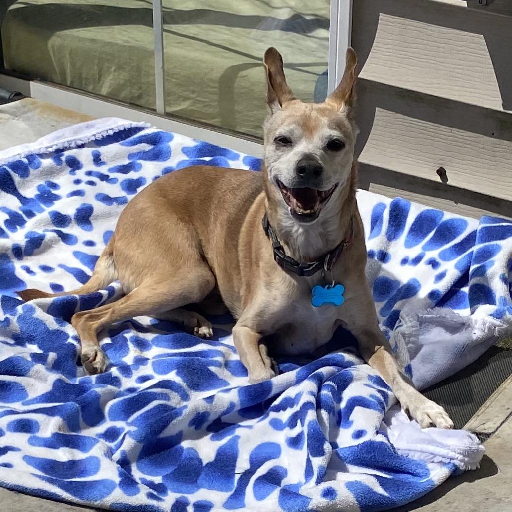 Mr. Marge 21298, a Adoptable Mixed Breed in Cumming, GA image 4/5