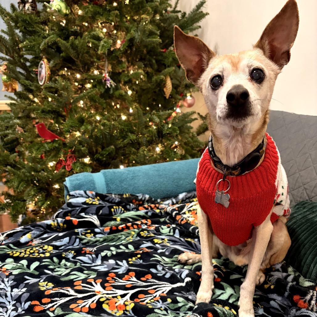 Mr. Marge 21298, a Adoptable Mixed Breed in Cumming, GA image 5/6