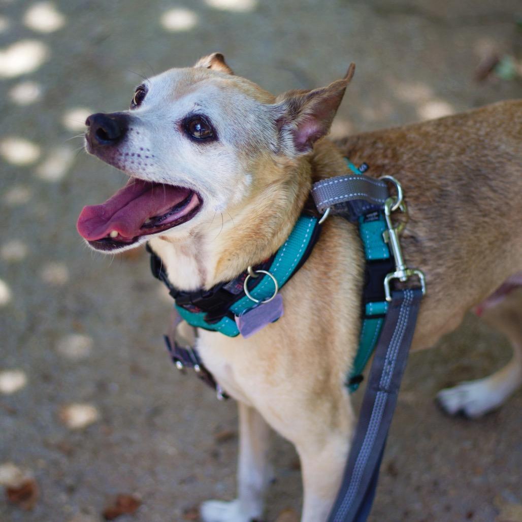 Mr. Marge 21298, a Adoptable Mixed Breed in Cumming, GA image 5/5