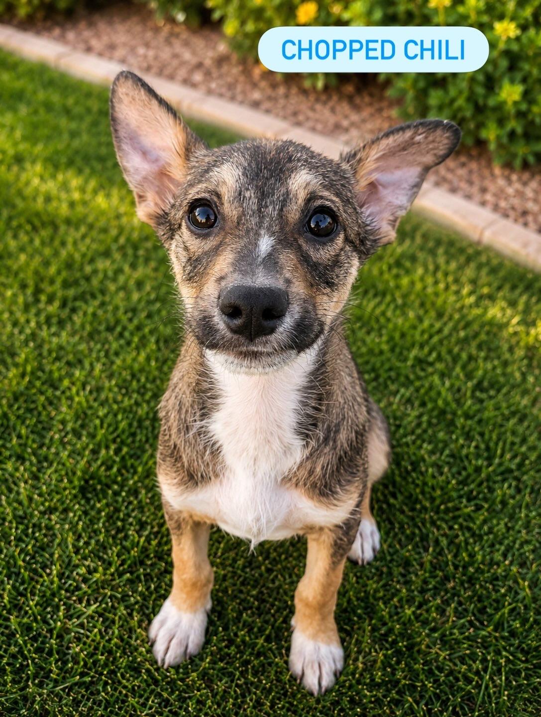 Enlarge Chopped Chili, a Adoptable Mixed Breed in Henderson, NV image 1/1
