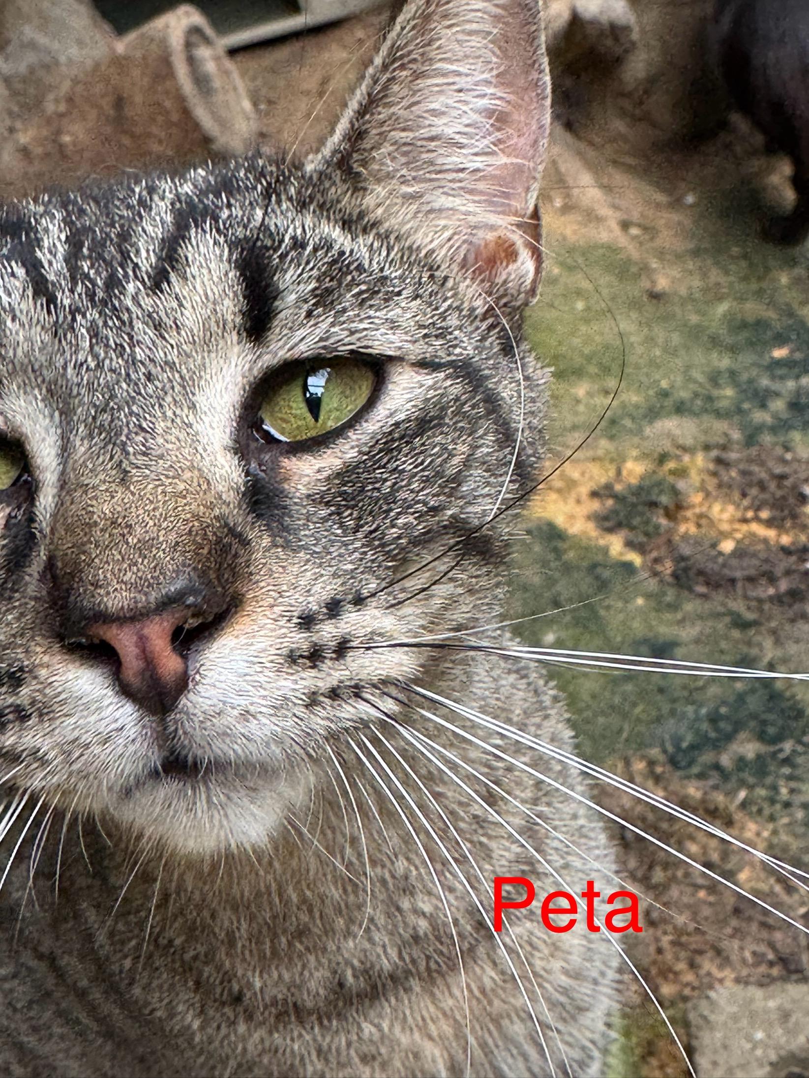 Peta #17926-24