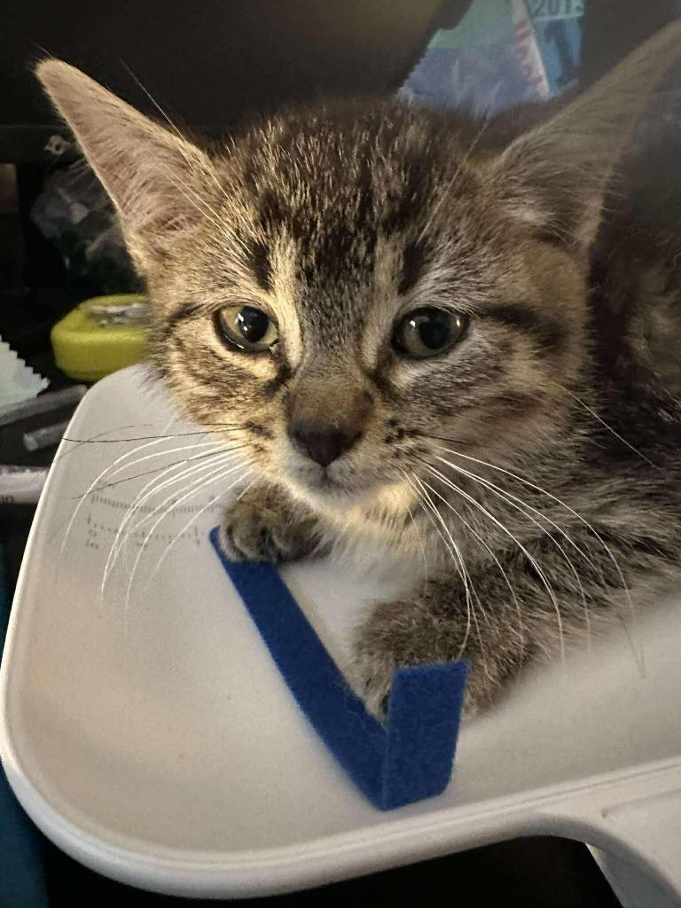 Hoonah, Adoptable, Kitten Female Domestic Short Hair.