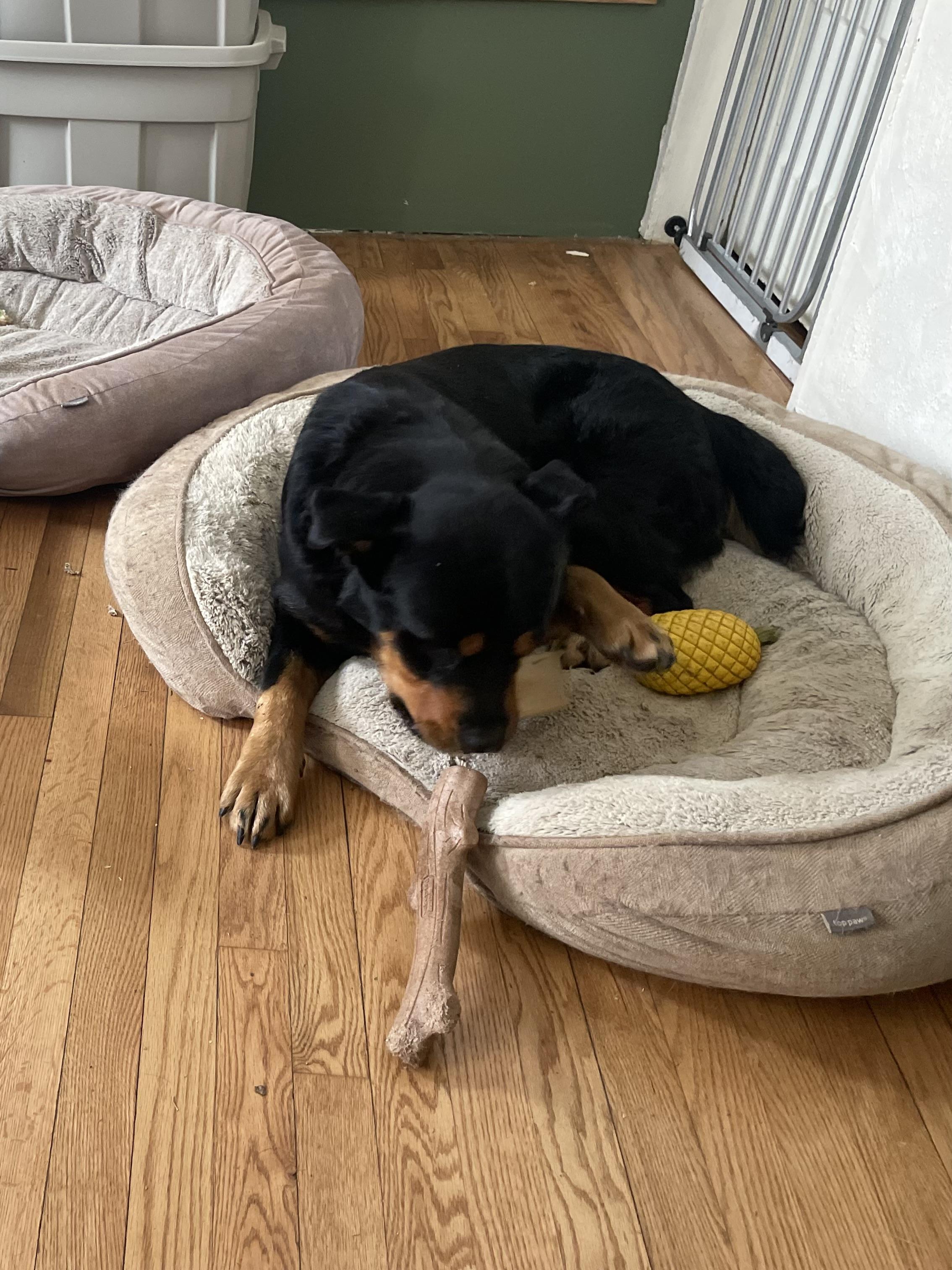 Enlarge Bear *Courtesy Post*, a ADOPTABLE mixed breed in Floyd, VA image 2/5