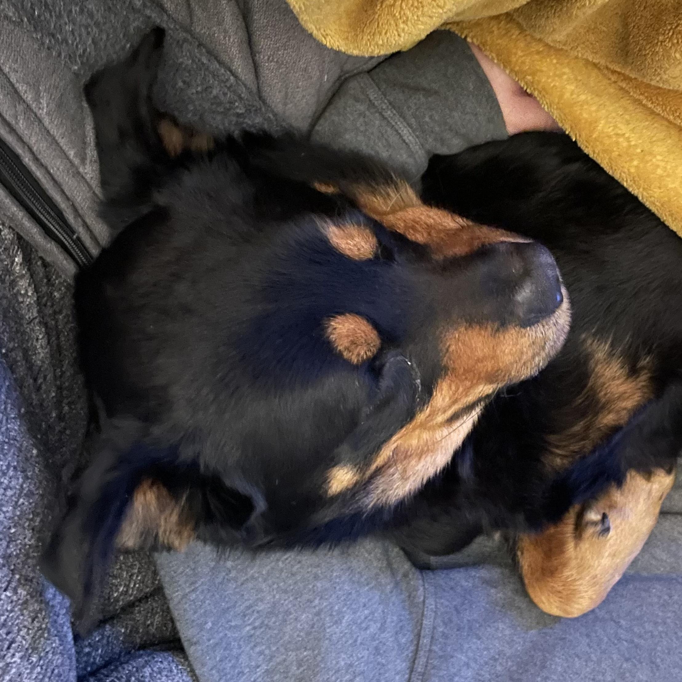 Enlarge Bear *Courtesy Post*, a ADOPTABLE mixed breed in Floyd, VA image 3/5