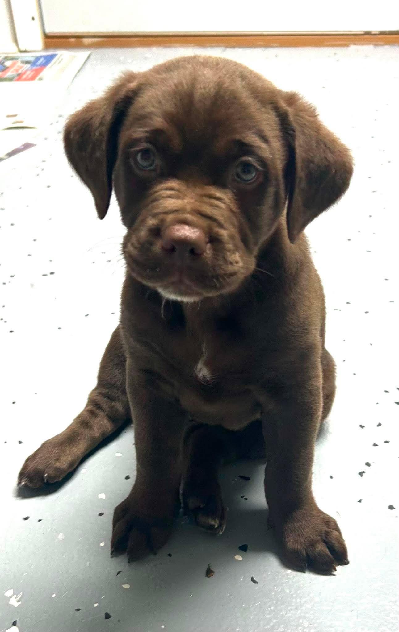 Gumbo, Adoptable, Puppy Male Labrador Retriever & Saint Bernard.