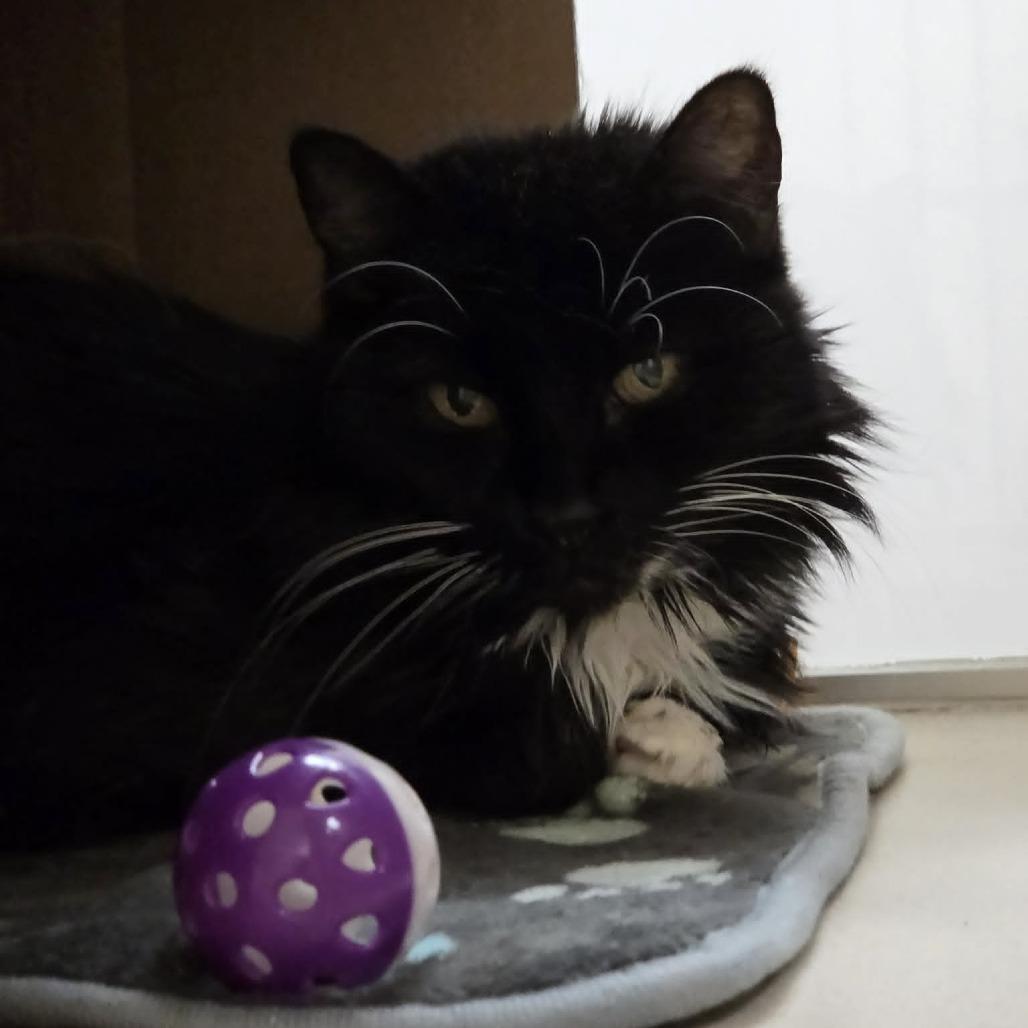 Enlarge Lola, a Adoptable Domestic Medium Hair in Ballston Spa, NY image 1/6