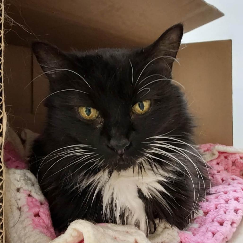 Enlarge Lola, a Adoptable Domestic Medium Hair in Ballston Spa, NY image 2/6