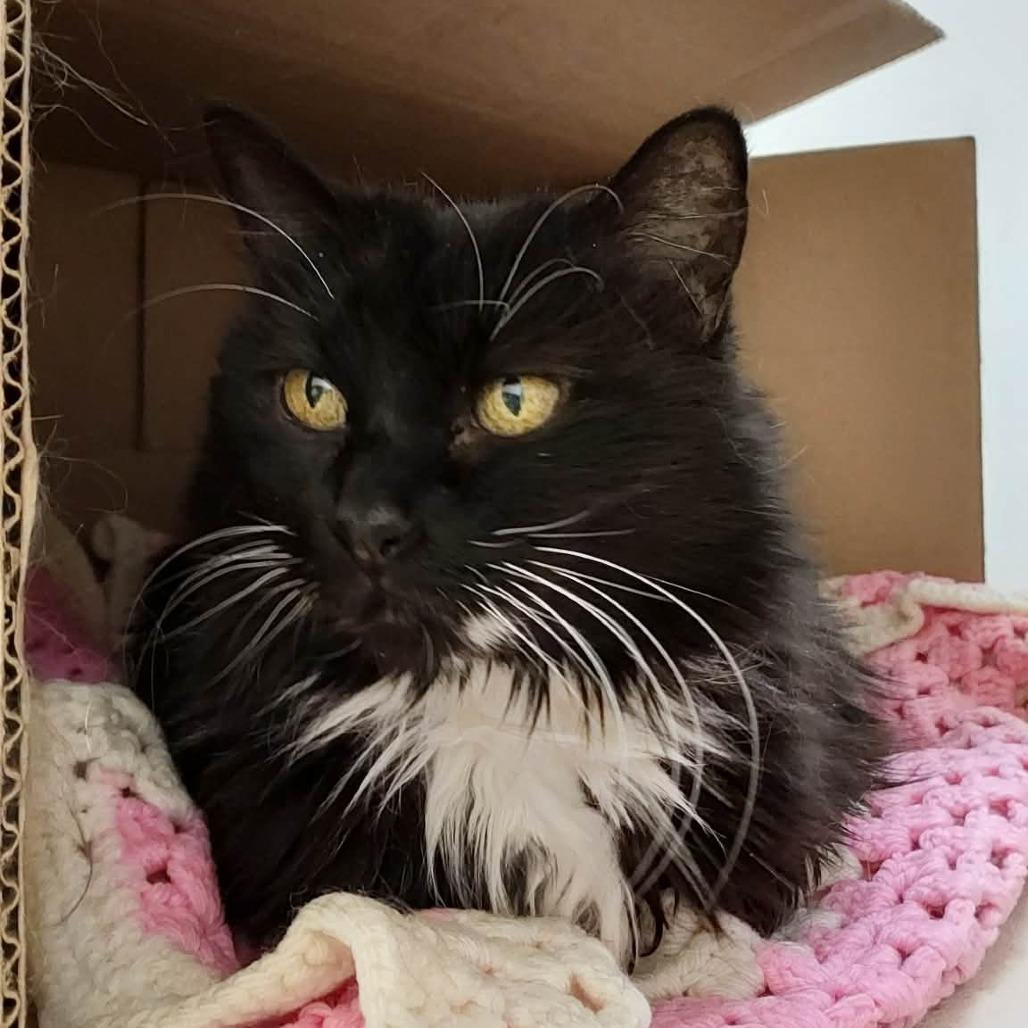 Enlarge Lola, a Adoptable Domestic Medium Hair in Ballston Spa, NY image 3/6