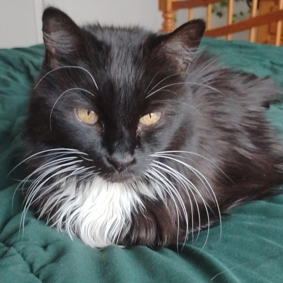 Enlarge Lola, a Adoptable Domestic Medium Hair in Ballston Spa, NY image 4/6