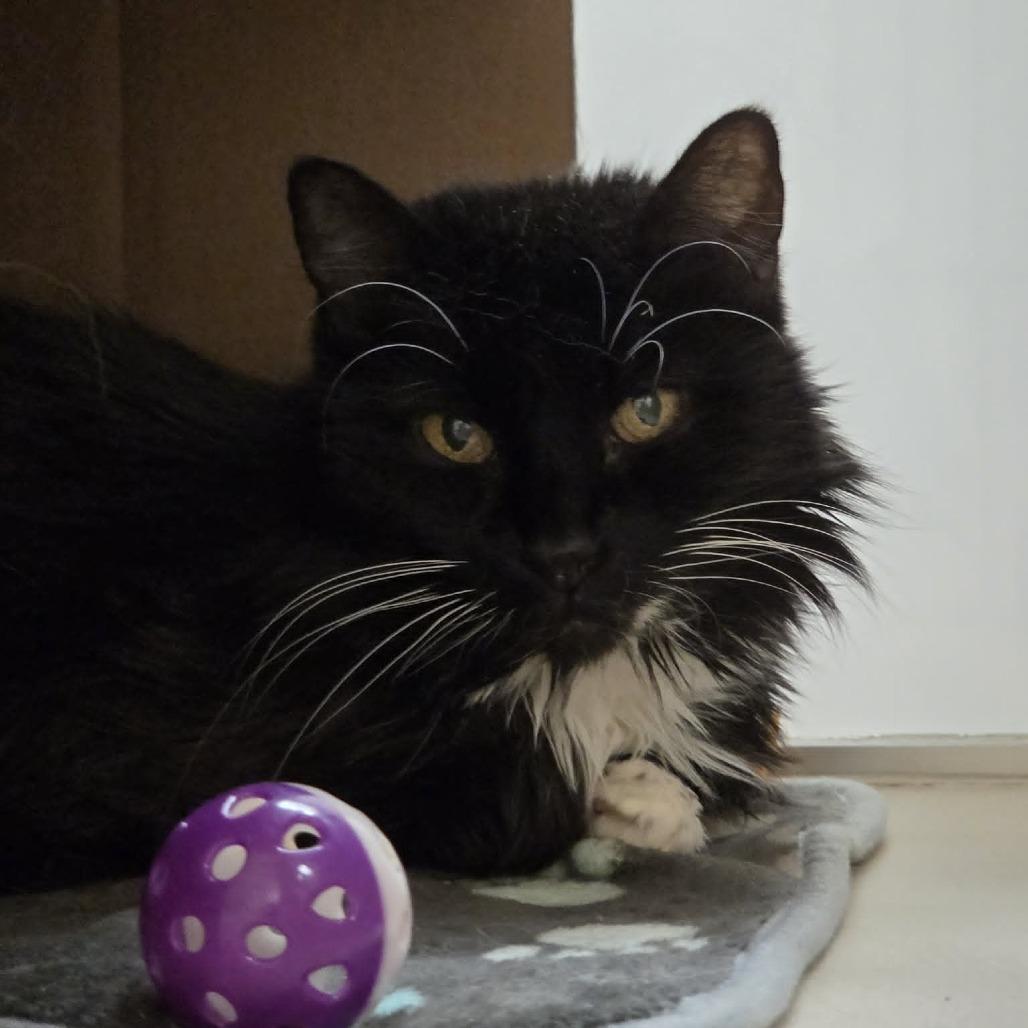 Enlarge Lola, a Adoptable Domestic Medium Hair in Ballston Spa, NY image 5/6