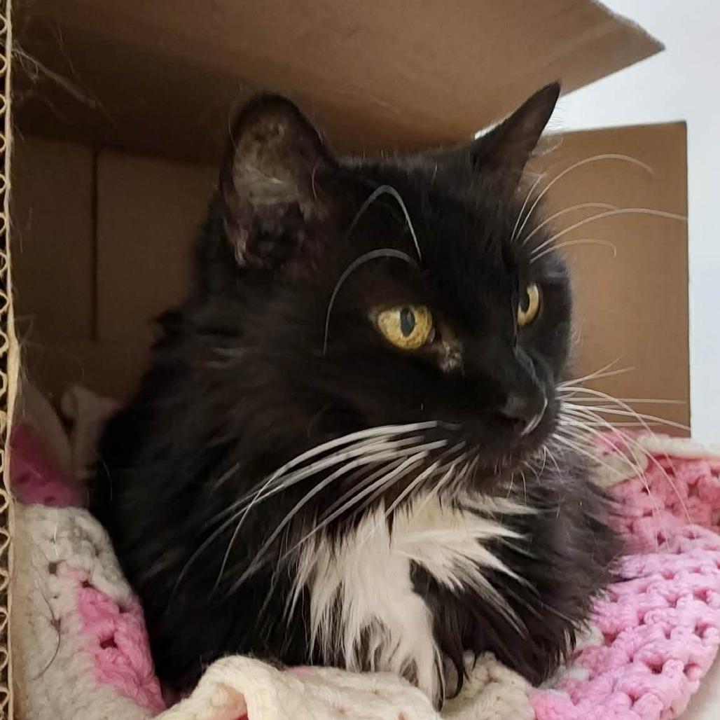 Enlarge Lola, a Adoptable Domestic Medium Hair in Ballston Spa, NY image 6/6