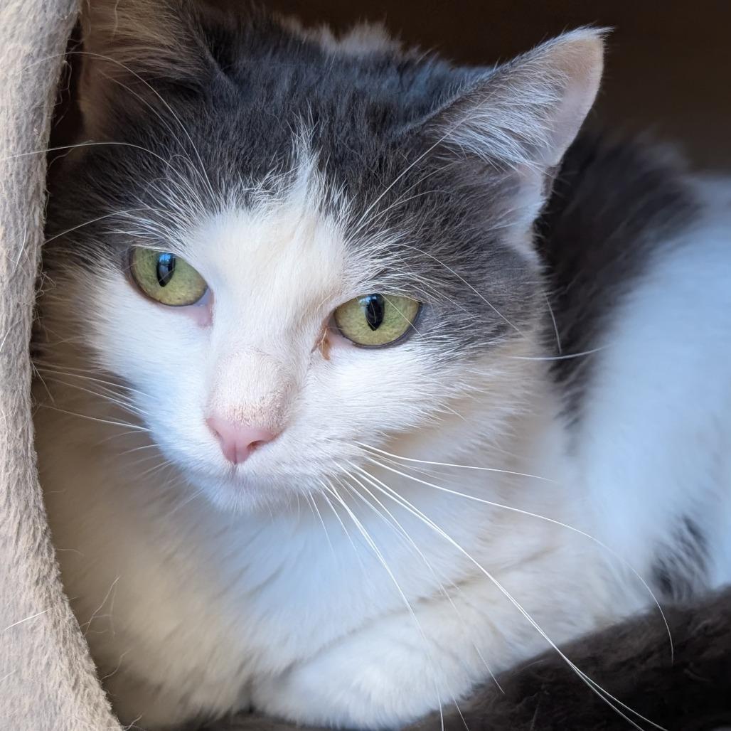 Dolly, Adoptable, Young Female Domestic Short Hair.