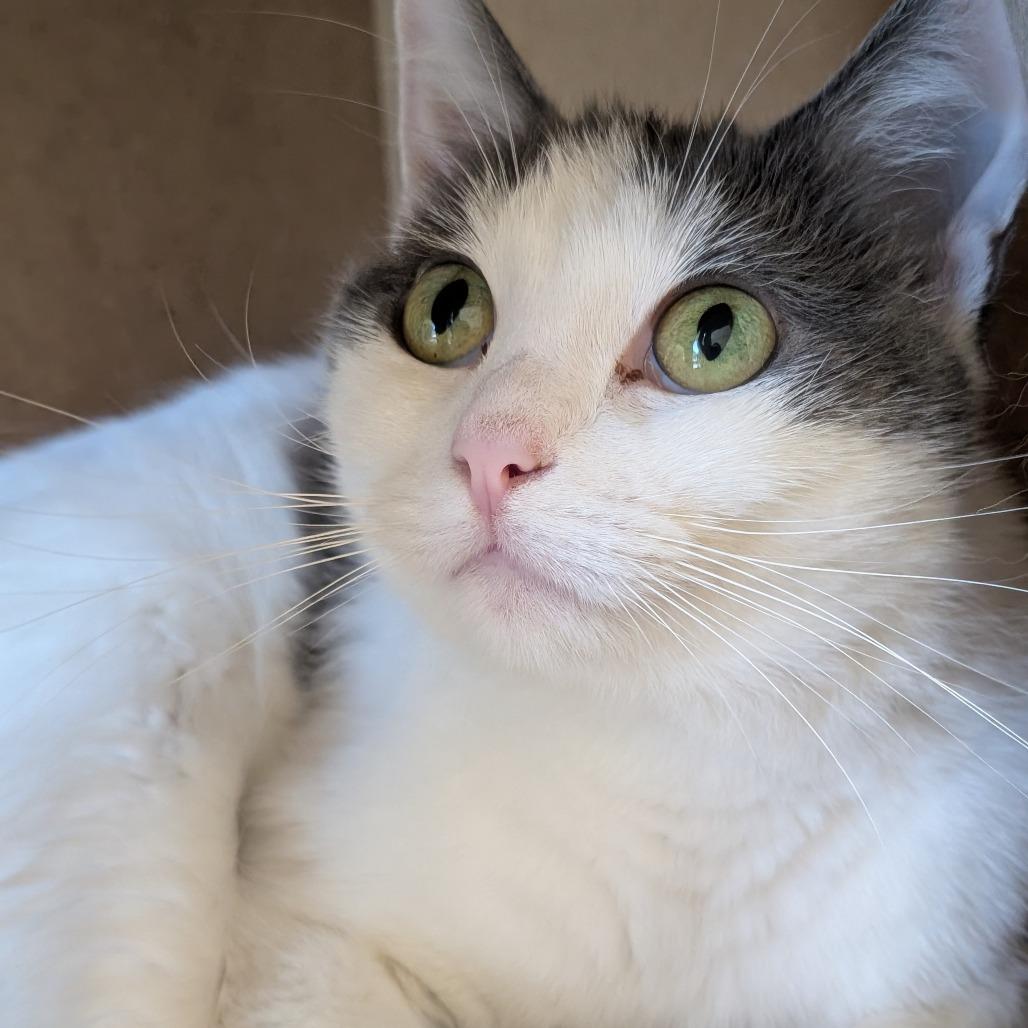 Dolly, a Adoptable Domestic Short Hair in Sonoma, CA image 2/6