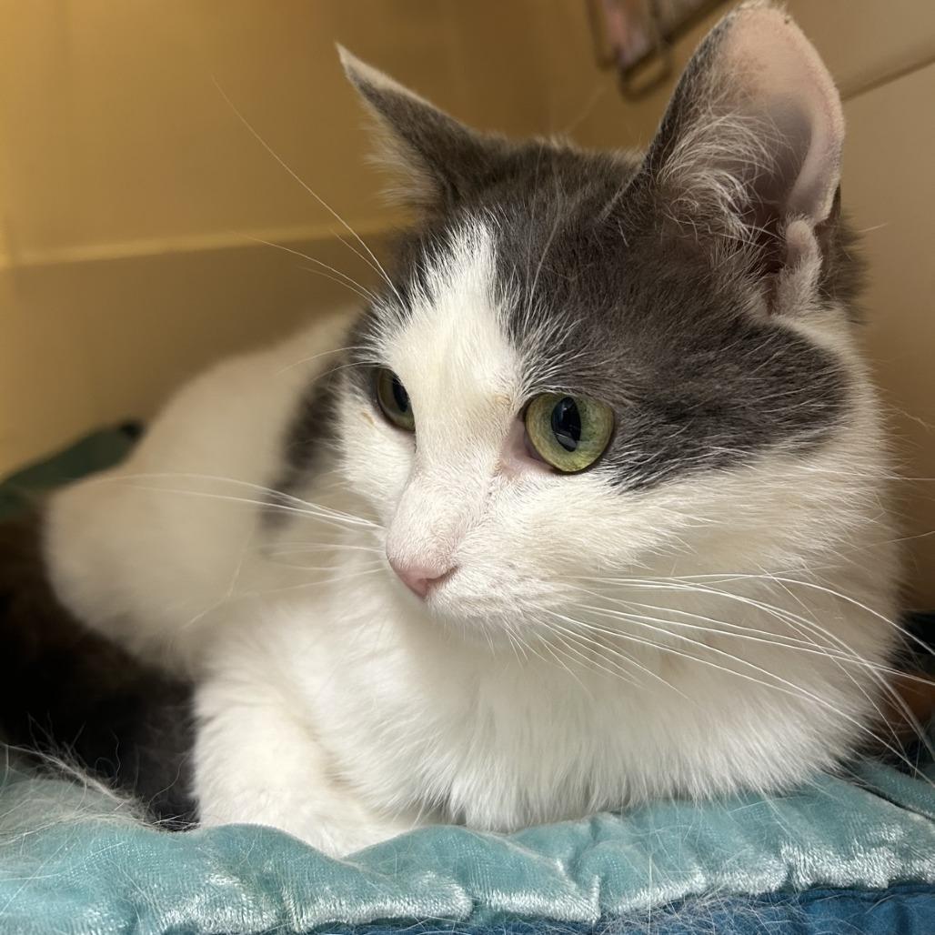 Dolly, a Adoptable Domestic Short Hair in Sonoma, CA image 3/6