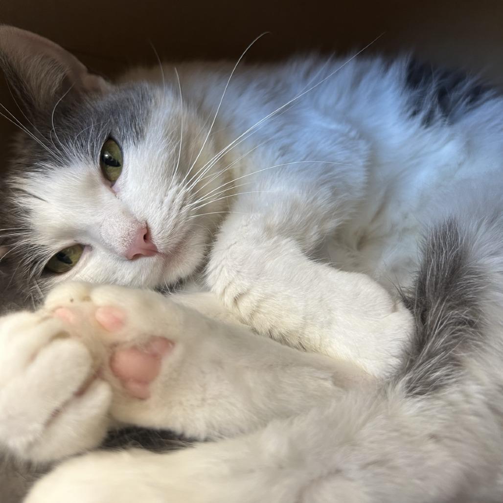 Dolly, a Adoptable Domestic Short Hair in Sonoma, CA image 4/6