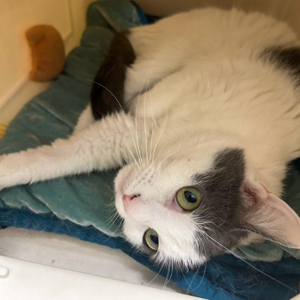 Dolly, a Adoptable Domestic Short Hair in Sonoma, CA image 5/6
