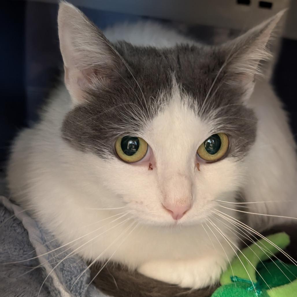 Dolly, a Adoptable Domestic Short Hair in Sonoma, CA image 6/6