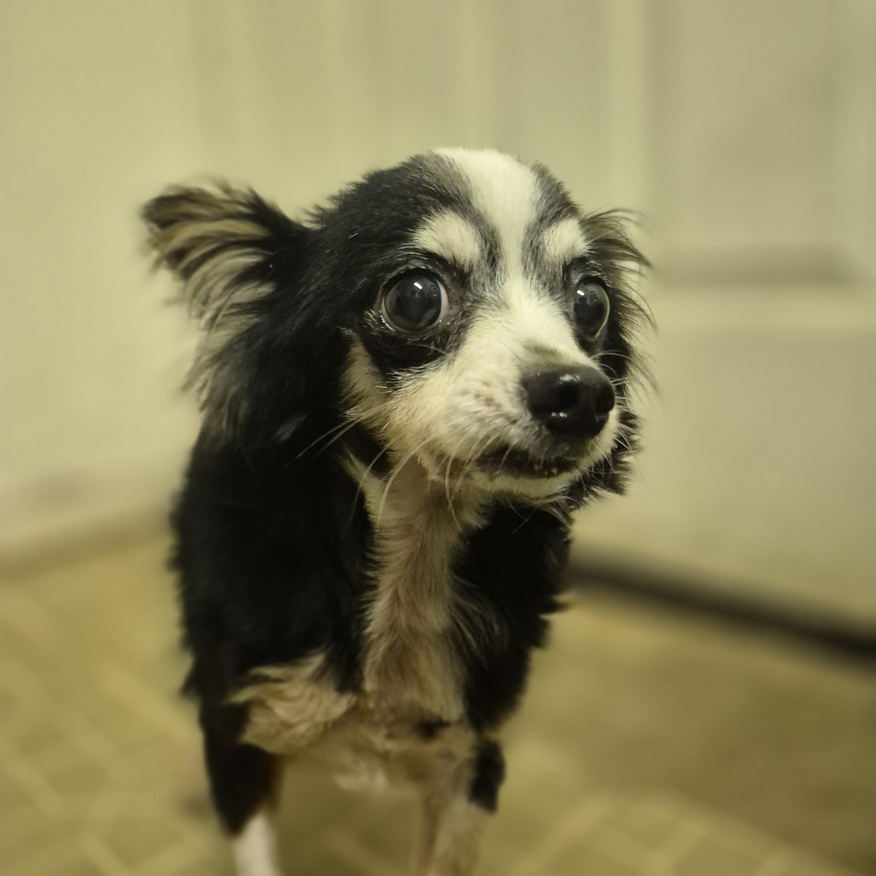 Lenny thumbnail 3