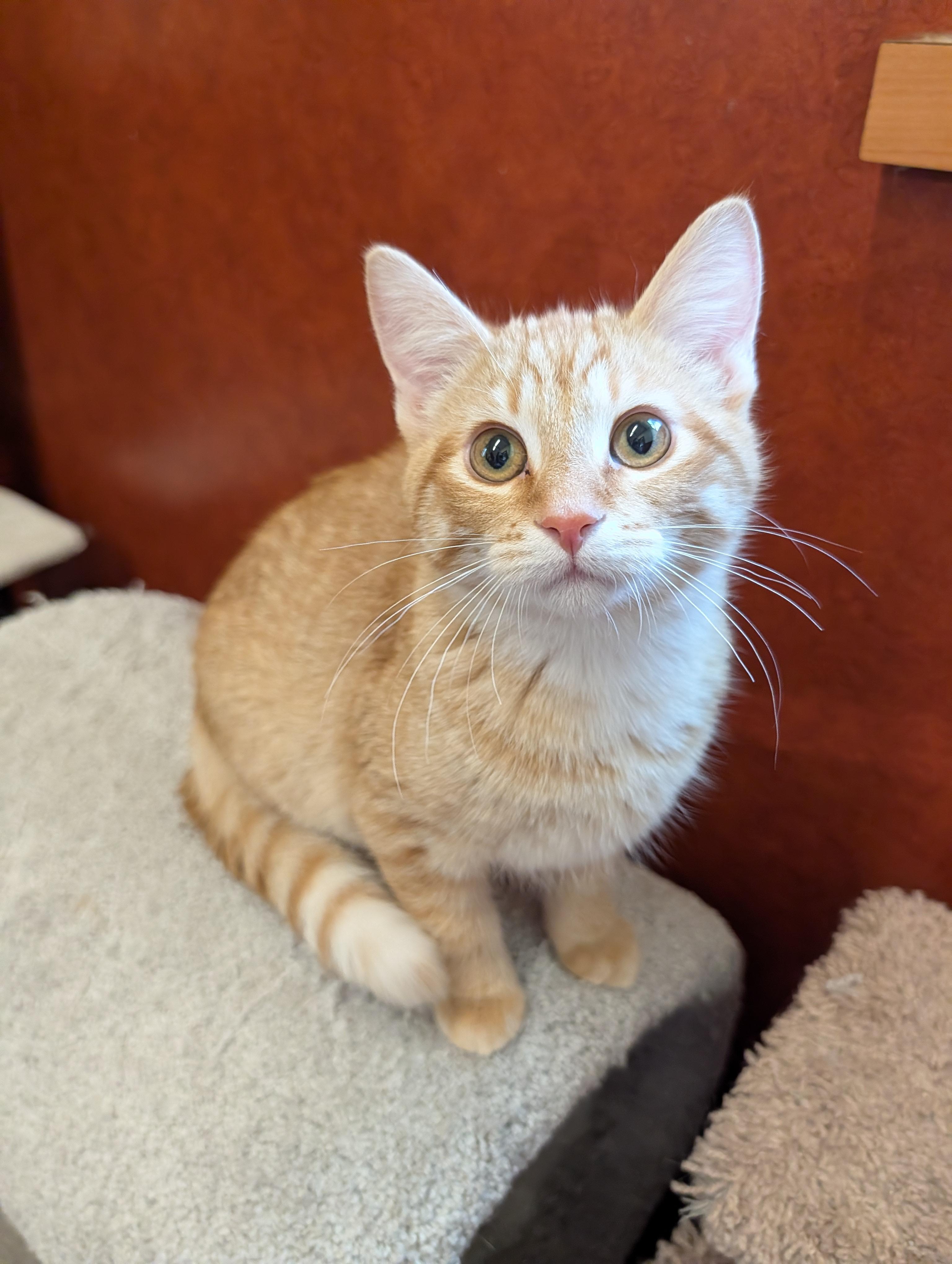 Tobiko, adopted, Kitten Male Domestic Short Hair.