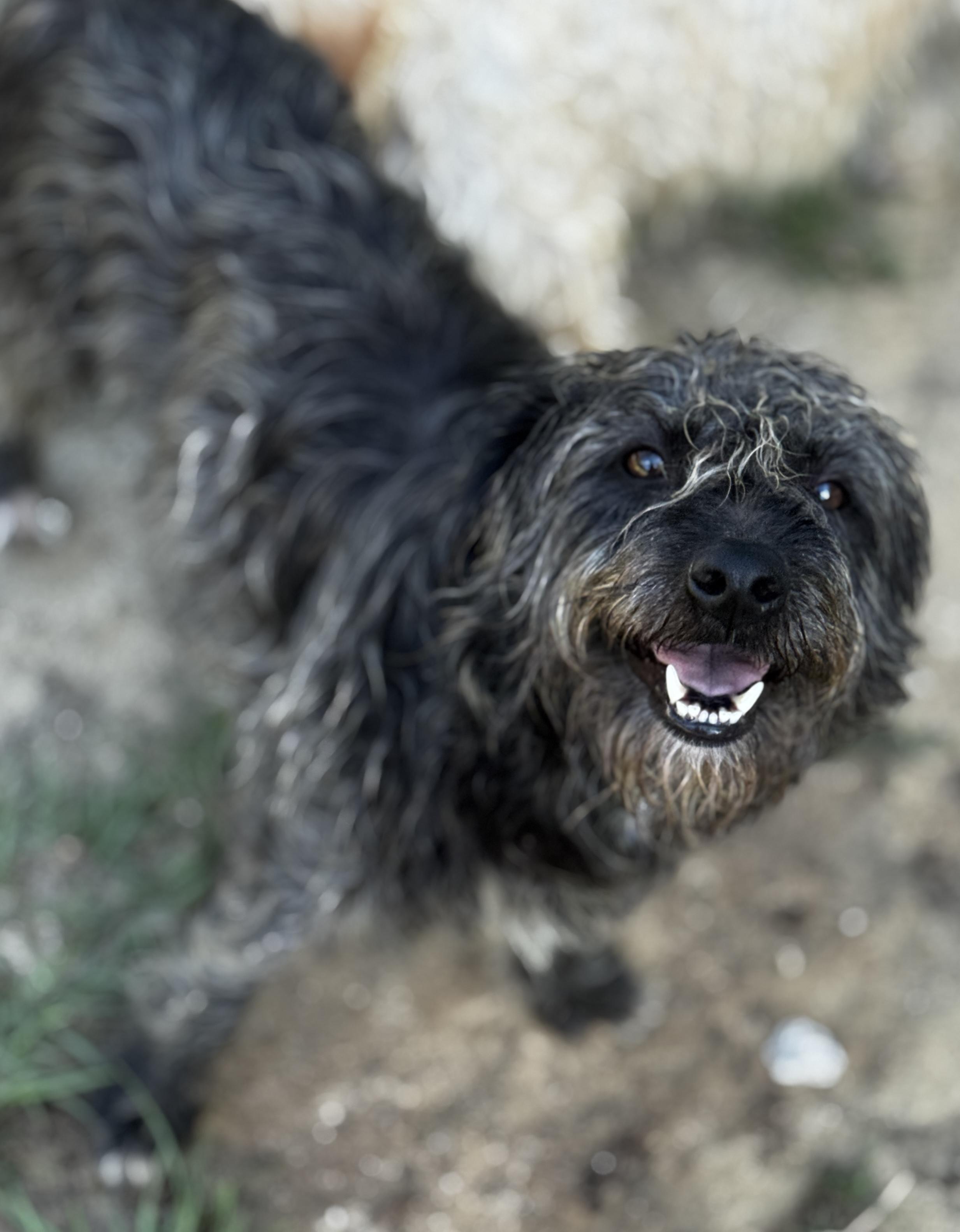 Dolly Parton, Adult Female Mixed Breed