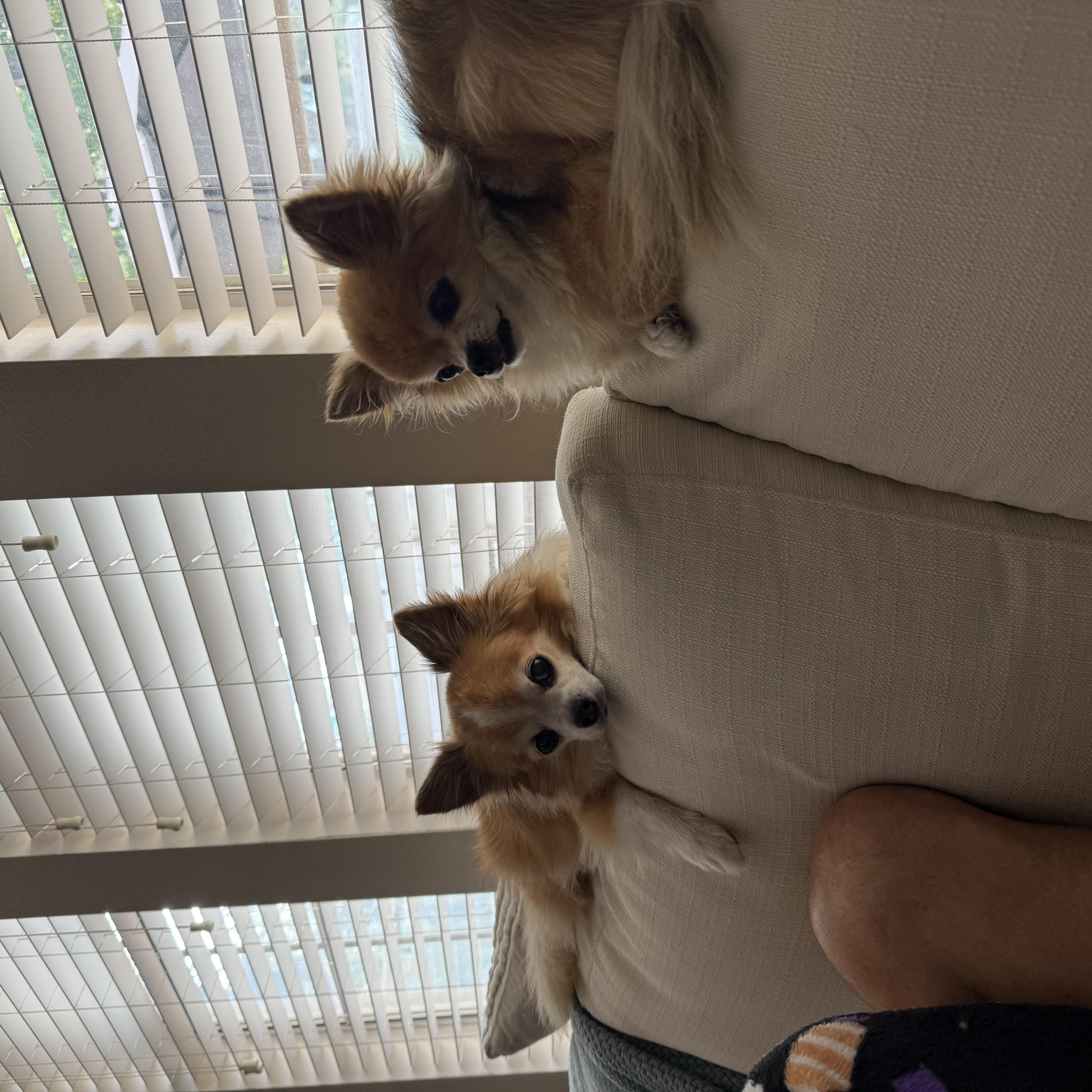 Rocco and Rudy, a Adoptable Chihuahua image 5/5