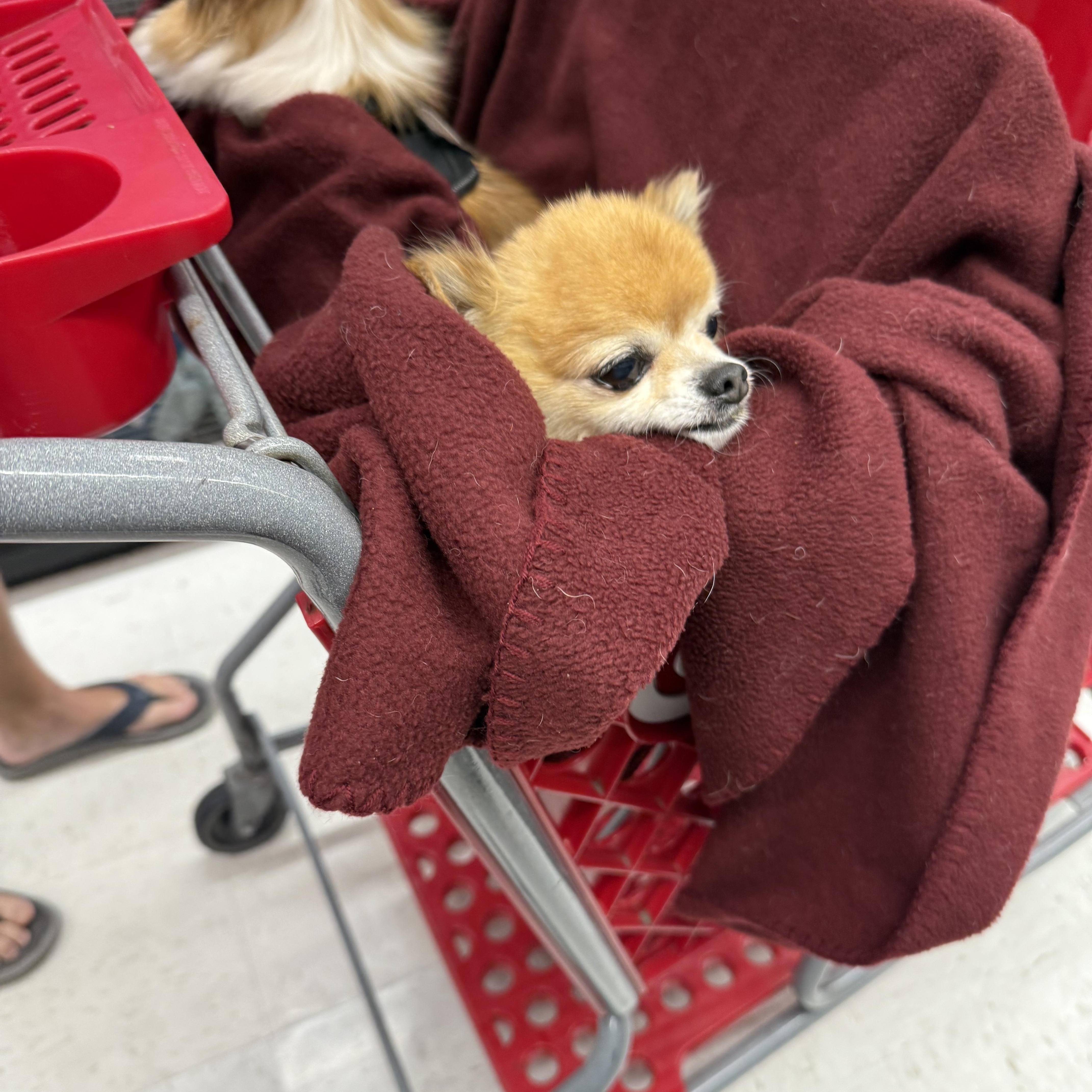 Rocco and Rudy, a Adoptable Chihuahua image 3/5