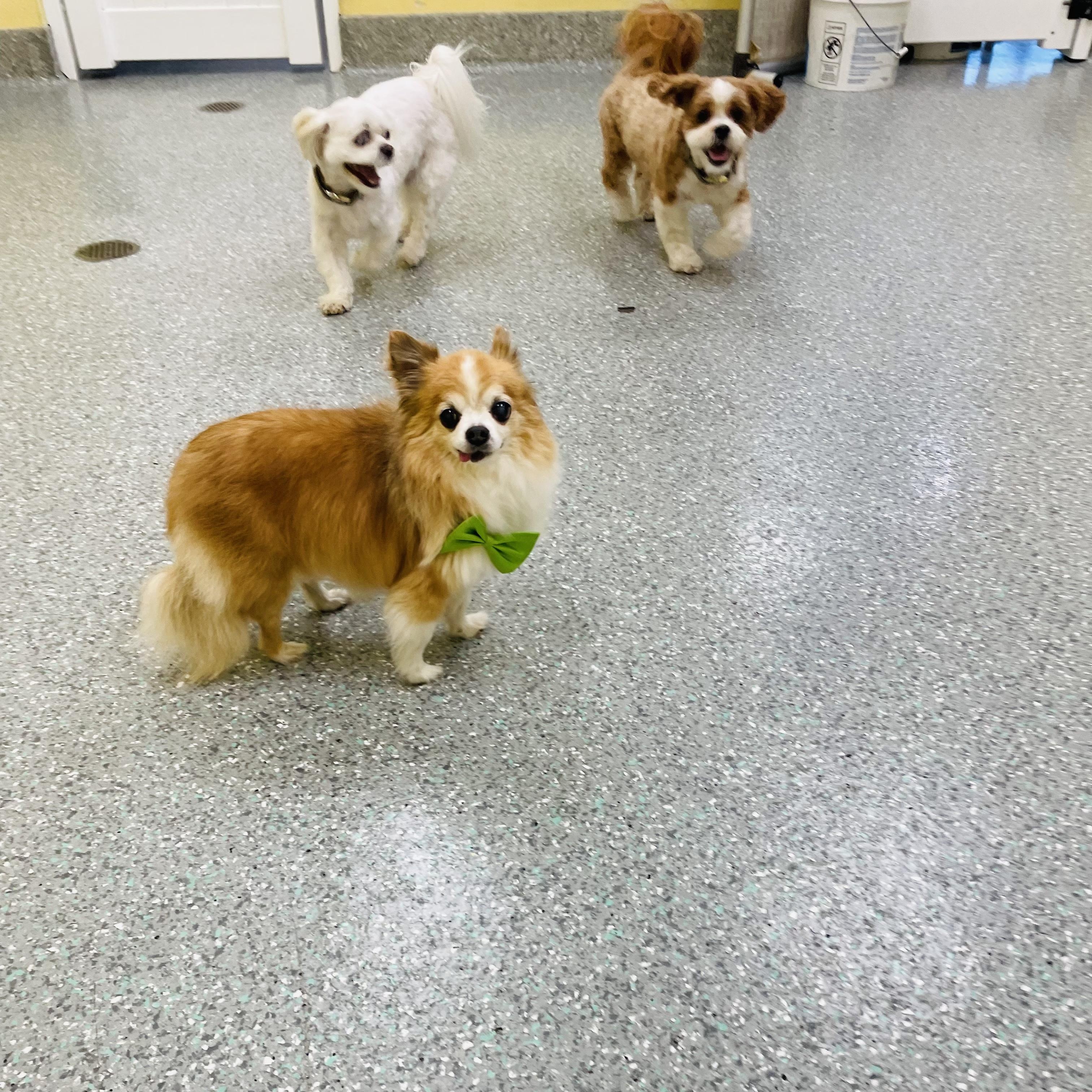Rocco and Rudy, a Adoptable Chihuahua image 4/5