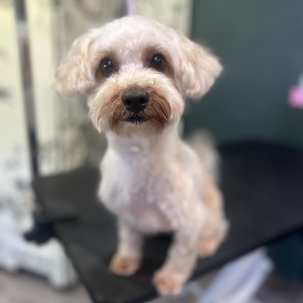 Butters, adopted, Adult Male Miniature Poodle & Yorkshire Terrier.