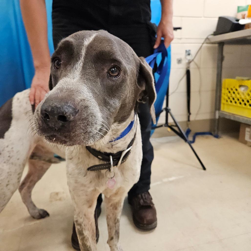 Callie, Adoptable, Adult Female English Coonhound.