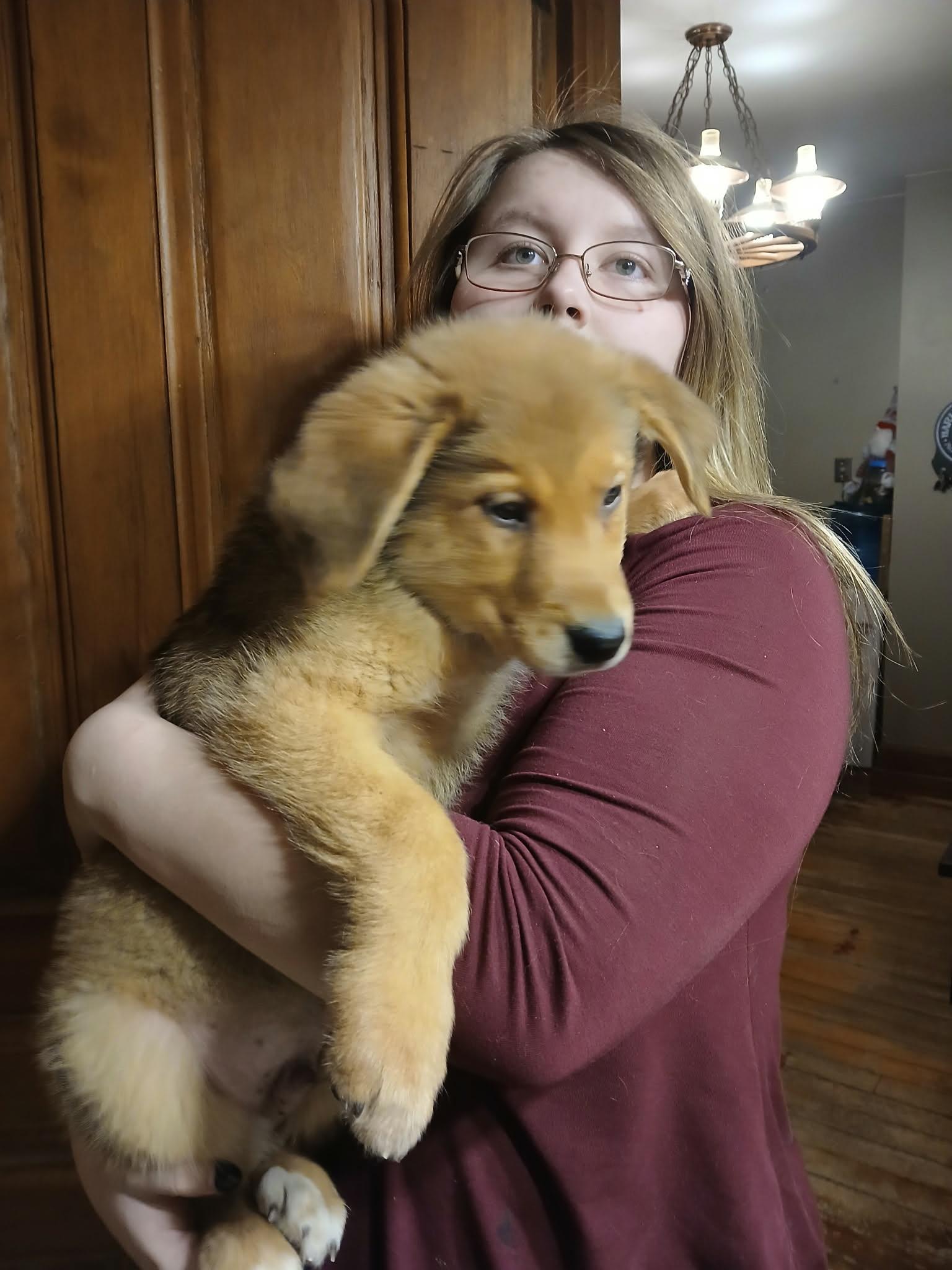 Enlarge Harry, an adoptable mixed breed in Woodstock, ON image 1/1