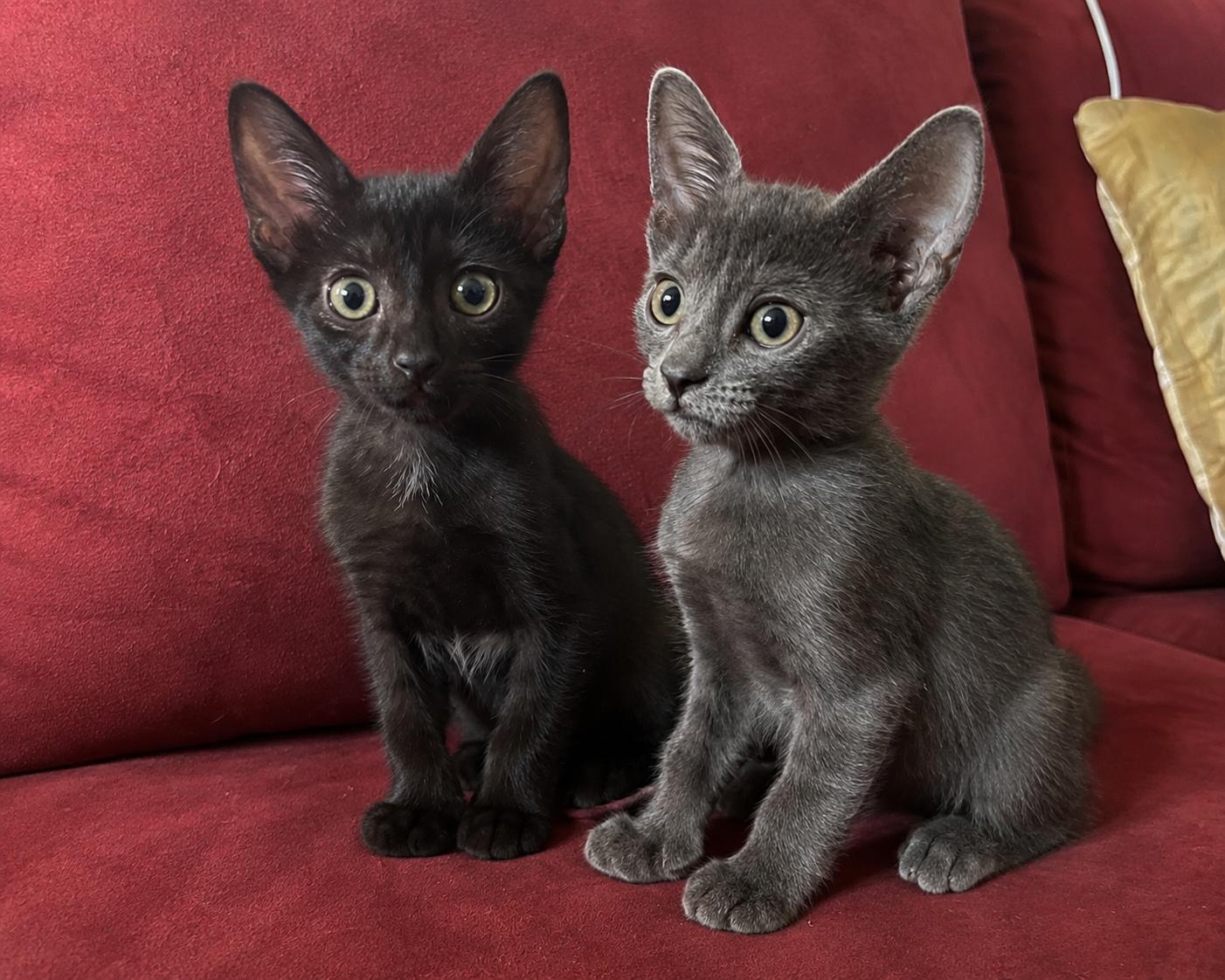 Spidey and Biggie, ADOPTABLE, Kitten Male Extra-Toes Cat / Hemingway Polydactyl.