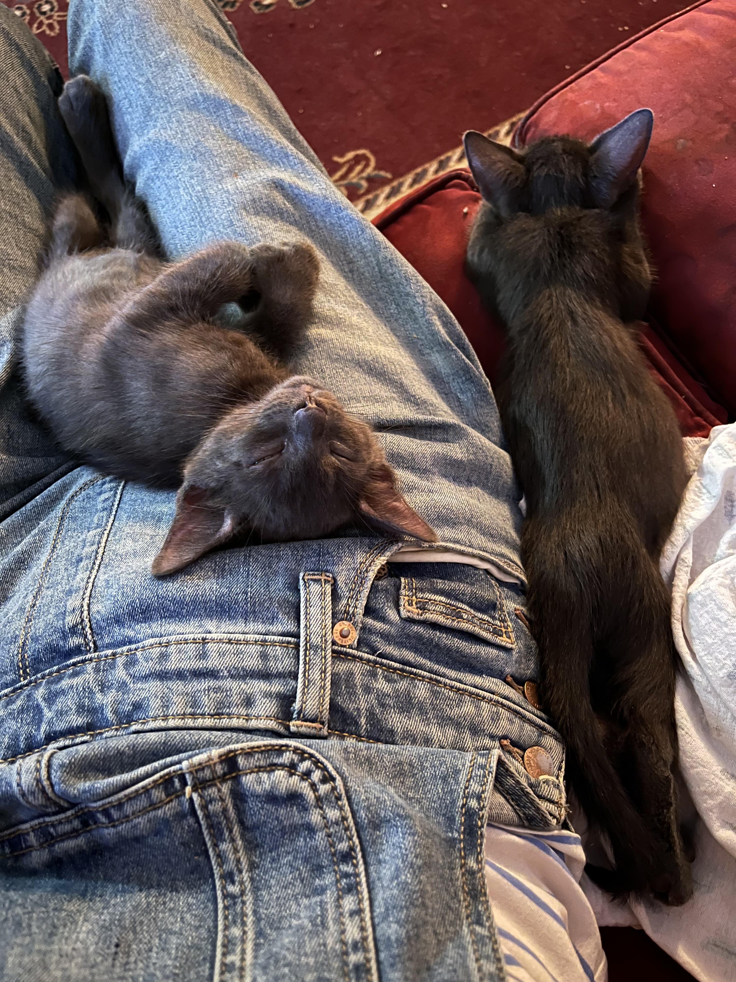 Spidey and Biggie, a ADOPTABLE Extra-Toes Cat / Hemingway Polydactyl in Brooklyn, NY image 4/4