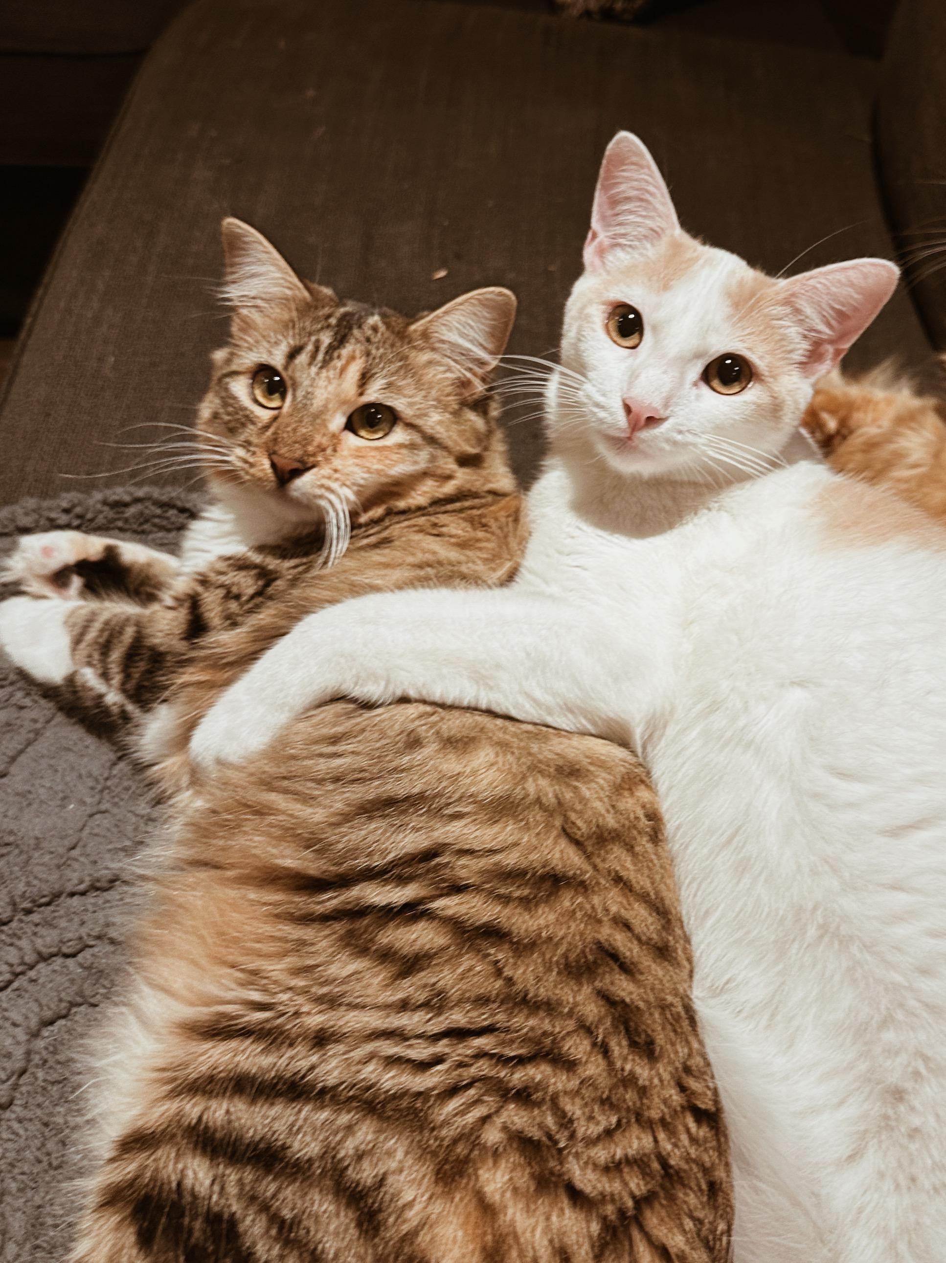 Valentina & Texas Pete (bonded pair), an adopted Domestic Medium Hair in Avondale Estates, GA image 6/6