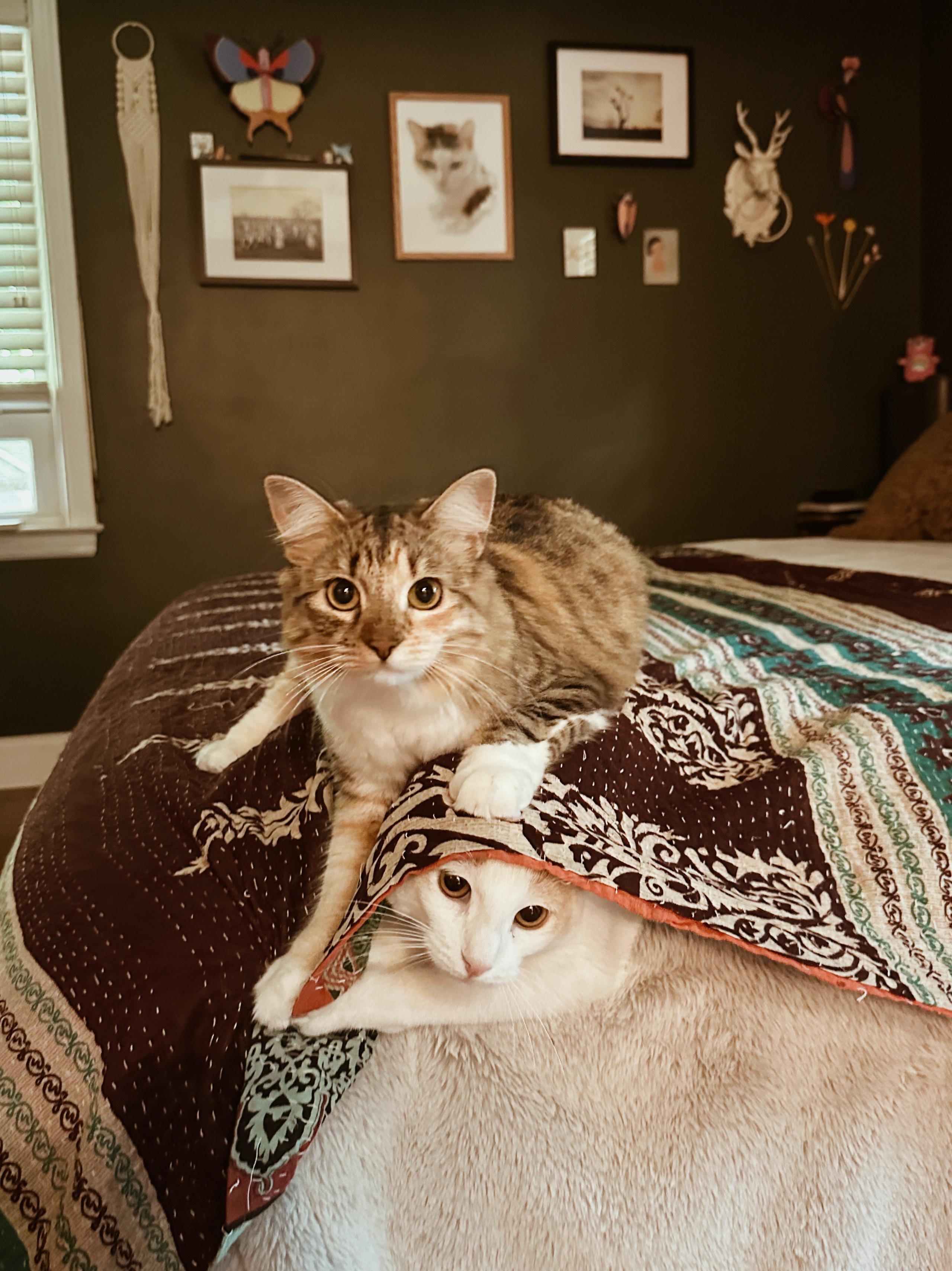 Valentina & Texas Pete (bonded pair), an adopted Domestic Medium Hair in Avondale Estates, GA image 3/6