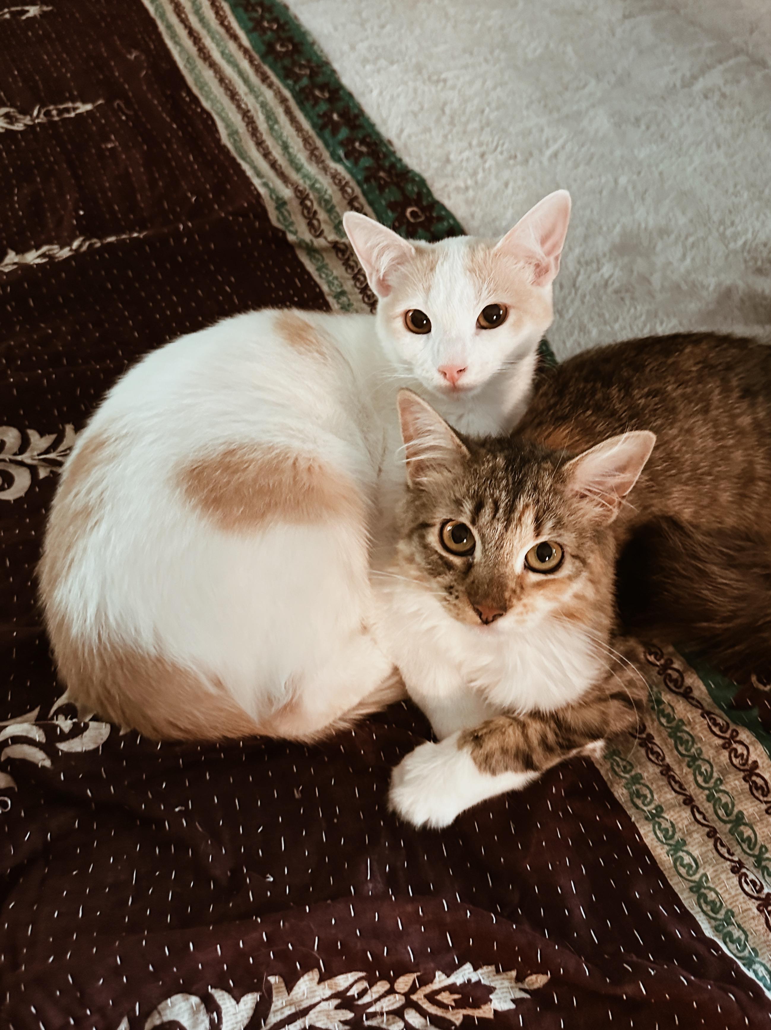 Valentina & Texas Pete (bonded pair), adopted, Young Female Domestic Medium Hair.
