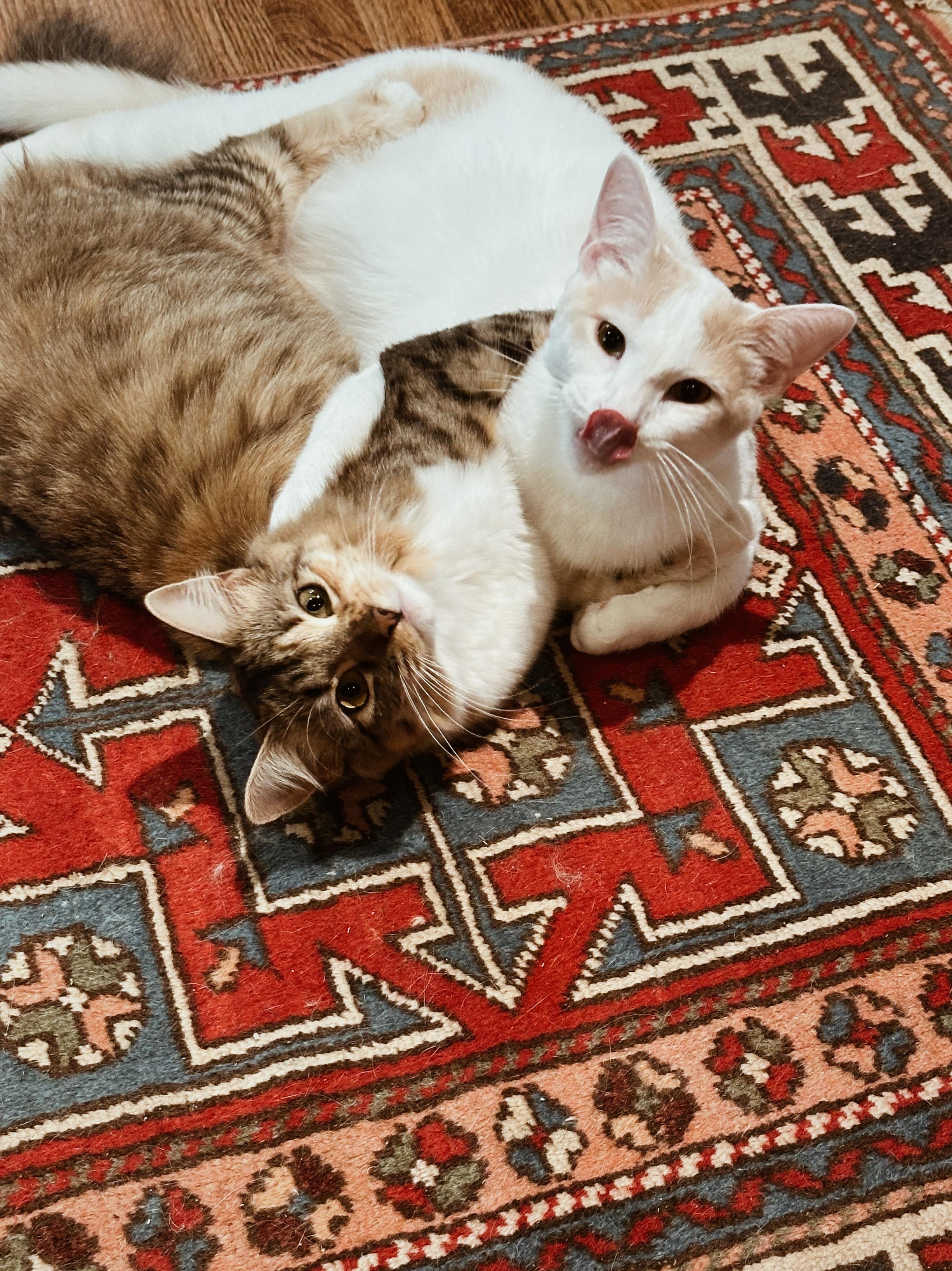 Valentina & Texas Pete (bonded pair), an adopted Domestic Medium Hair in Avondale Estates, GA image 5/6