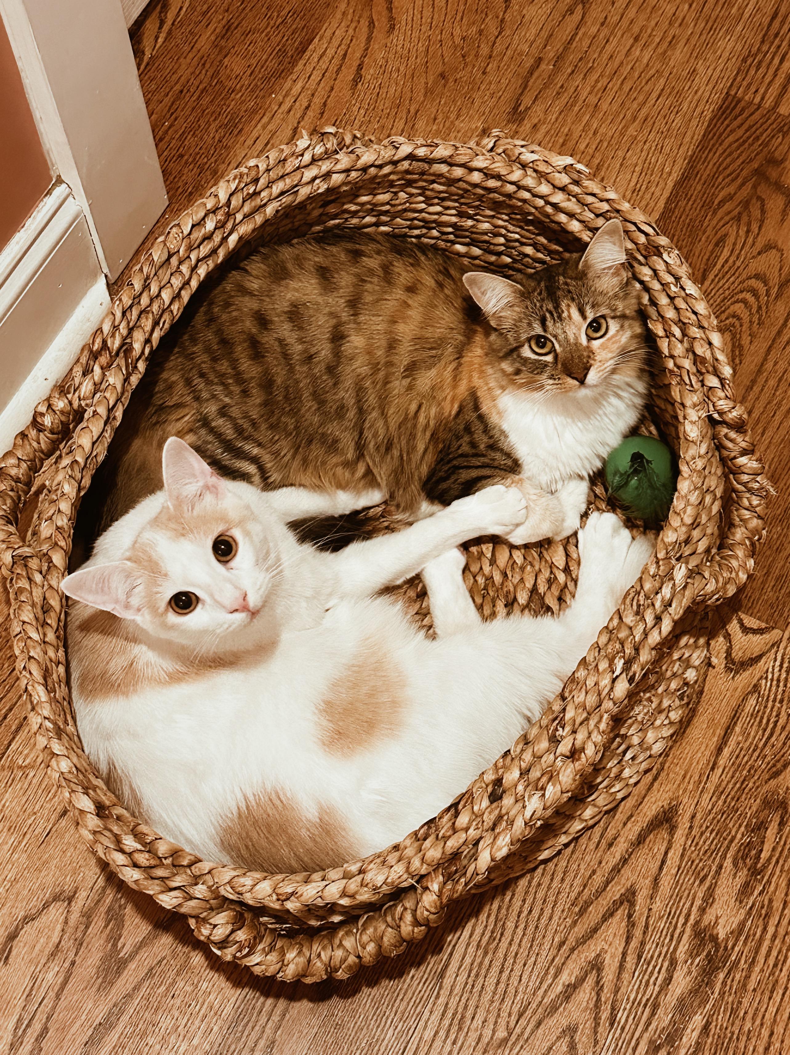 Valentina & Texas Pete (bonded pair), an adopted Domestic Medium Hair in Avondale Estates, GA image 4/6