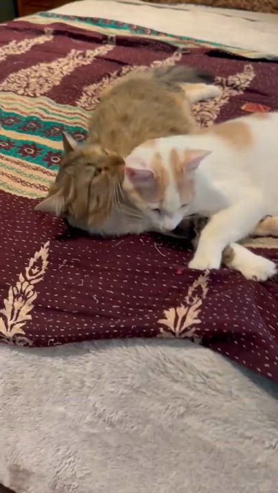 Enlarge Valentina & Texas Pete (bonded pair), an adopted Domestic Medium Hair in Avondale Estates, GA video 2/6